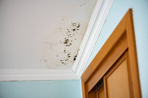 Best Attic Mold Removal  in Elk Ridge, UT