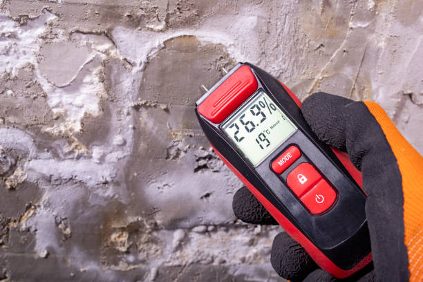 Best Fast Mold Removal  in Elk Ridge, UT