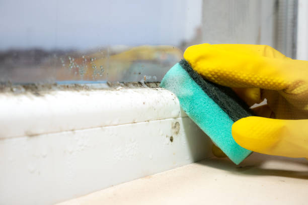 Best Toxic Mold Removal  in Elk Ridge, UT