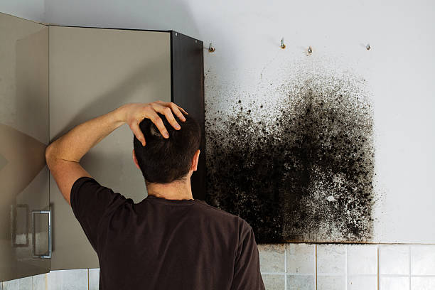Best Residential Mold Removal  in Elk Ridge, UT
