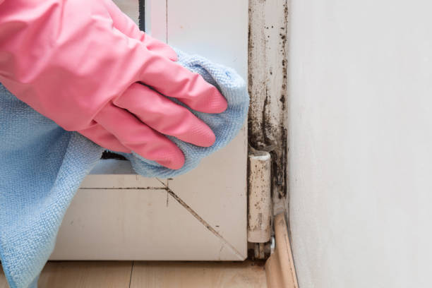Best Commercial Mold Removal  in Elk Ridge, UT